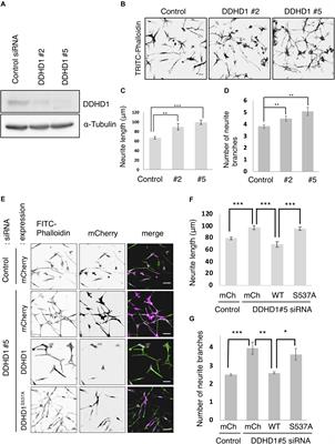 DDHD1, but Not DDHD2, Suppresses Neurite Outgrowth in SH-SY5Y and PC12 Cells by Regulating Protein Transport From Recycling Endosomes